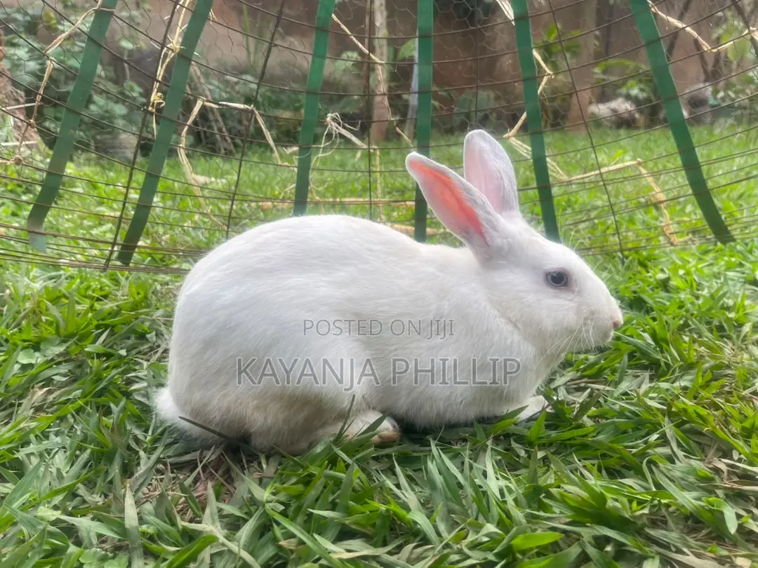 Rabbits for Sale