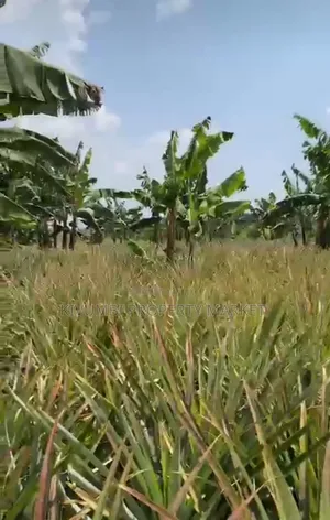Quick Deal,478 Acres