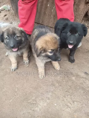 1-3 months Male Purebred German Shepherd