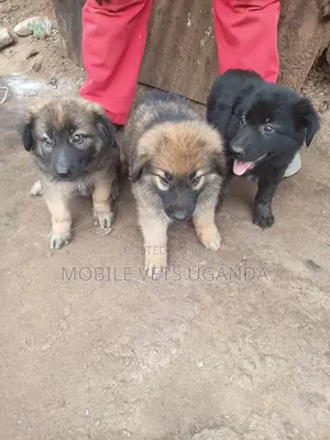 1-3 months Female Purebred German Shepherd