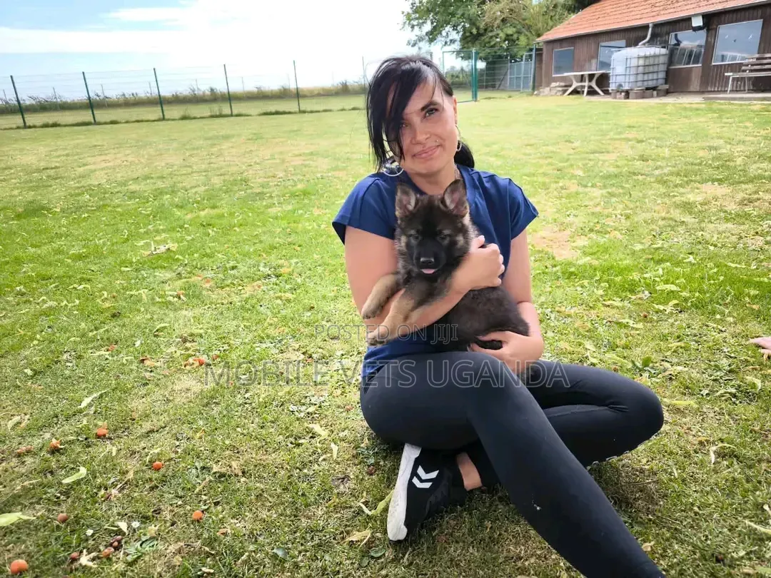 1-3 months Female Purebred German Shepherd