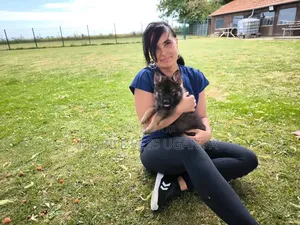 1-3 months Female Purebred German Shepherd