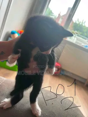 0-1 month Male Purebred Bombay