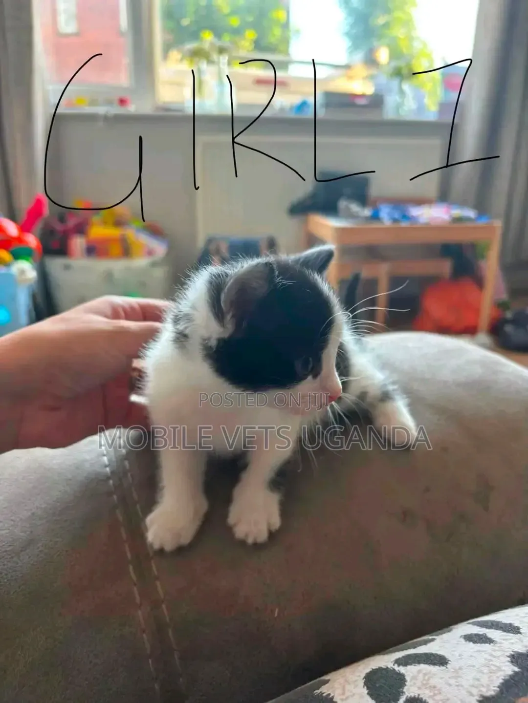 0-1 month Female Purebred Balinese