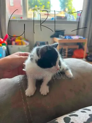 0-1 month Female Purebred Balinese