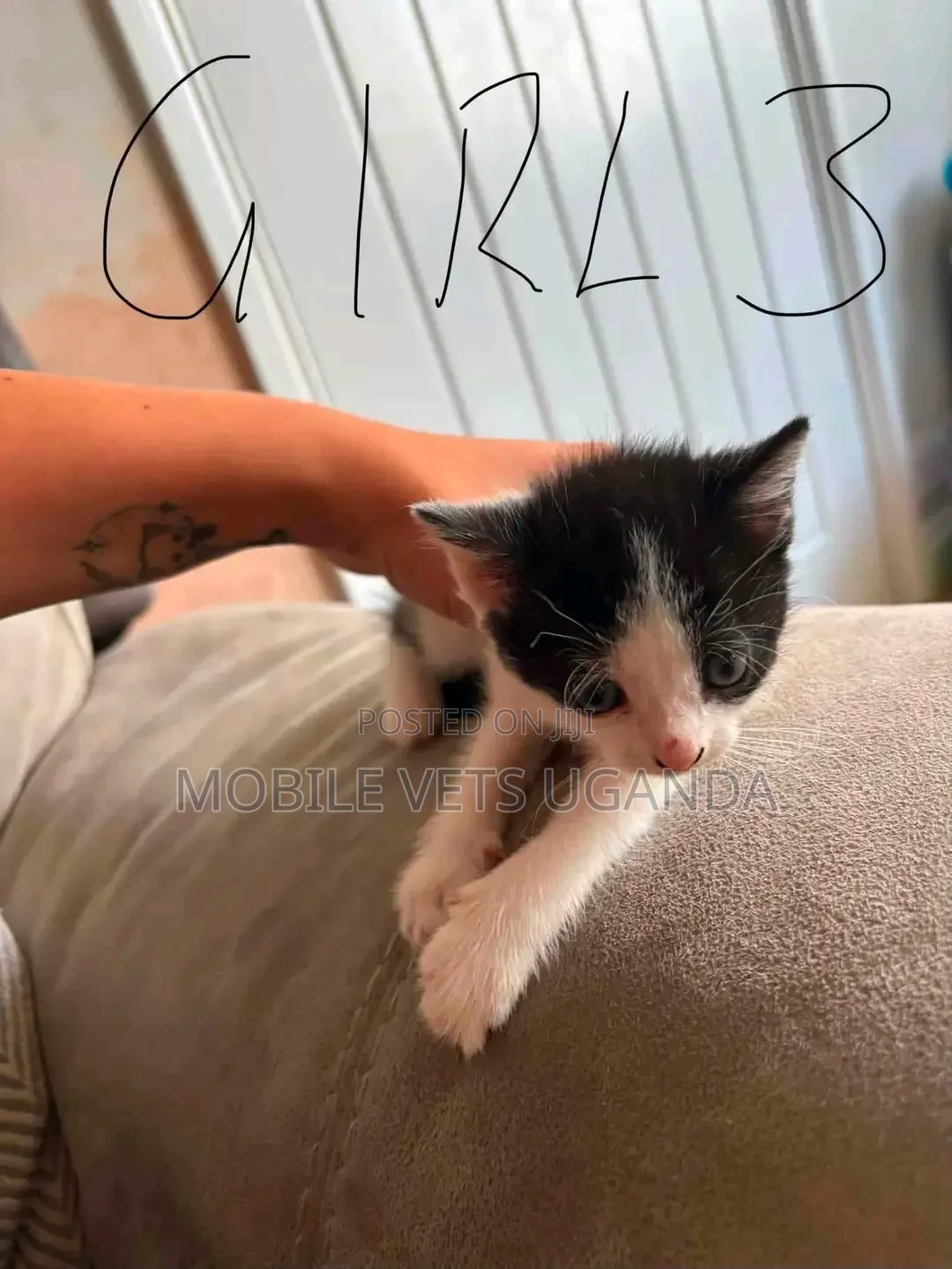 0-1 month Female Purebred Balinese