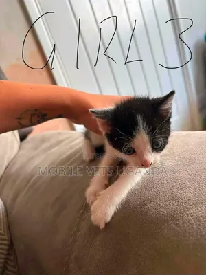 0-1 month Female Purebred Balinese
