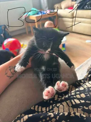 0-1 month Male Purebred Bombay