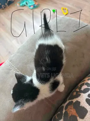 0-1 month Male Purebred Cat