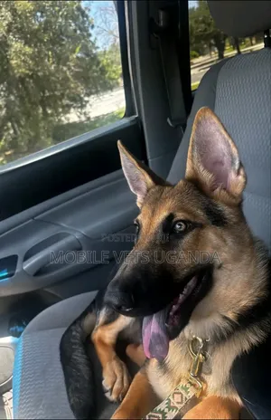 1-3 months Male Purebred German Shepherd