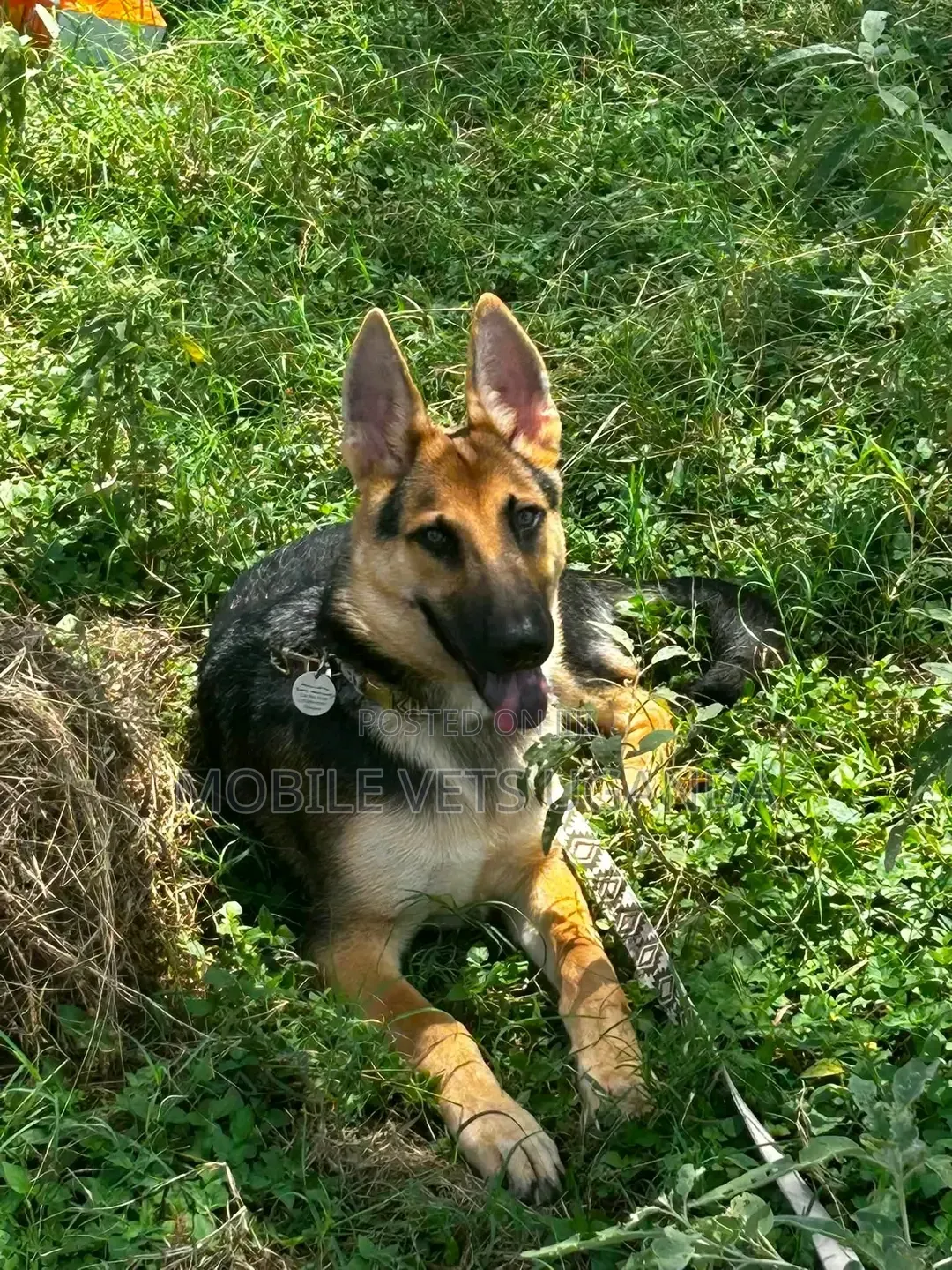 3-6 months Male Purebred German Shepherd