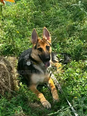 3-6 months Male Purebred German Shepherd
