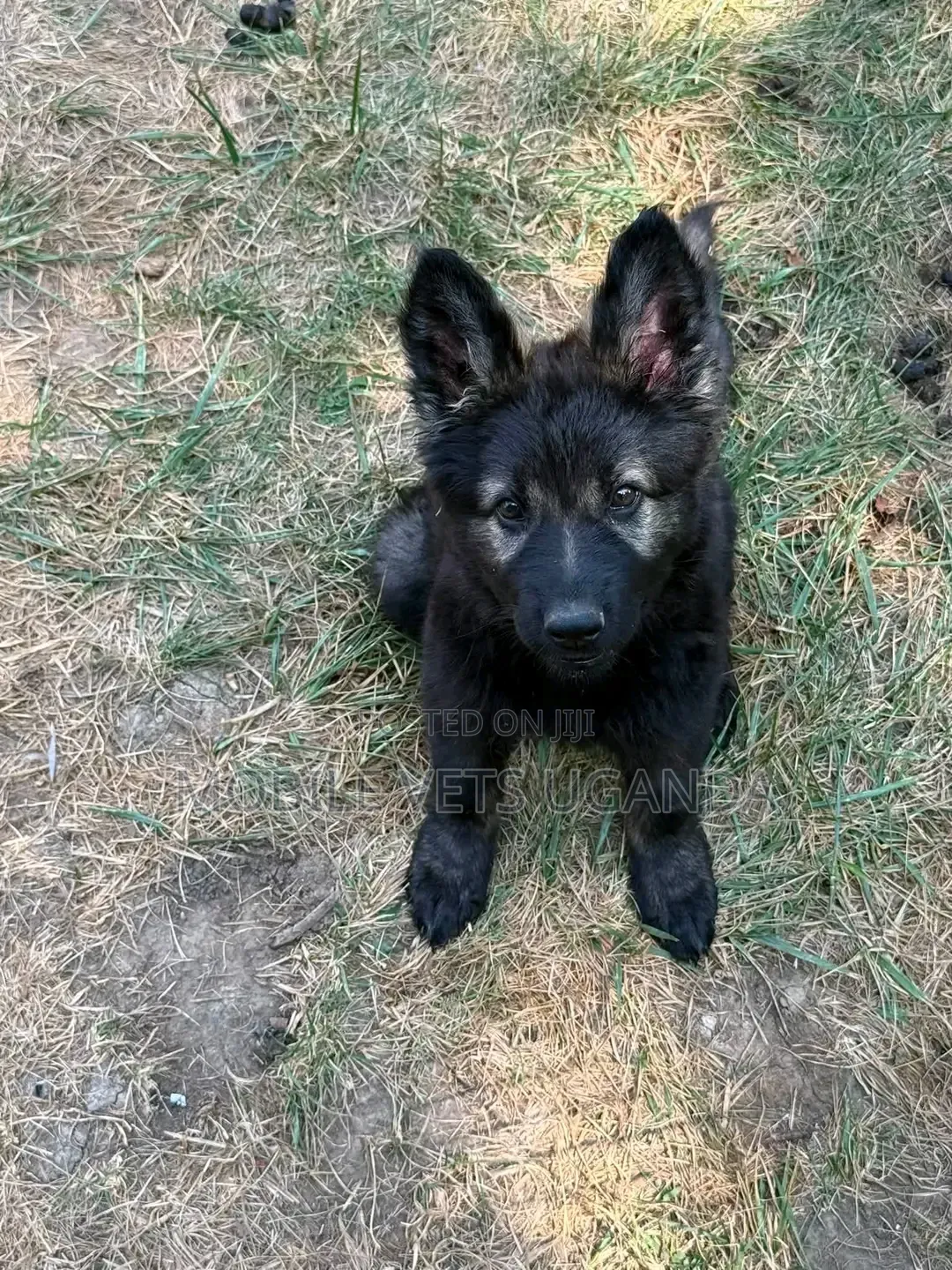 1-3 months Male Purebred German Shepherd