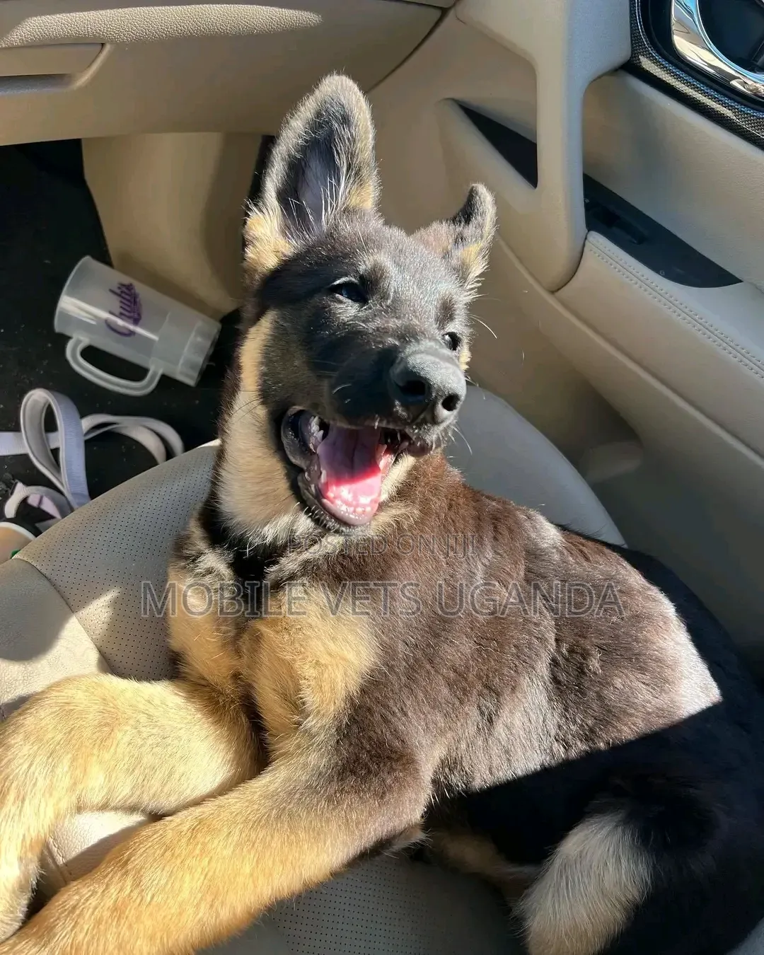 1-3 months Male Purebred German Shepherd