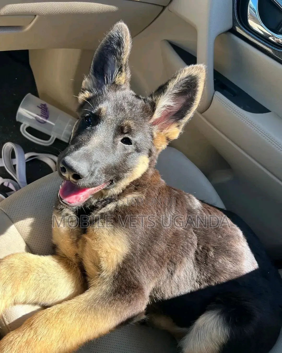 3-6 months Male Purebred German Shepherd