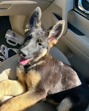 3-6 months Male Purebred German Shepherd