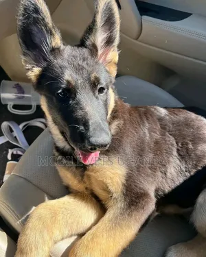 3-6 months Male Purebred German Shepherd