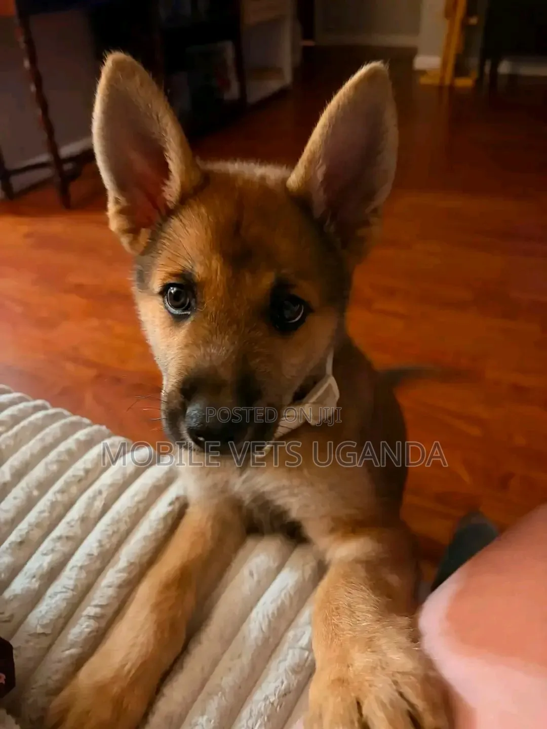 1-3 months Male Purebred German Shepherd