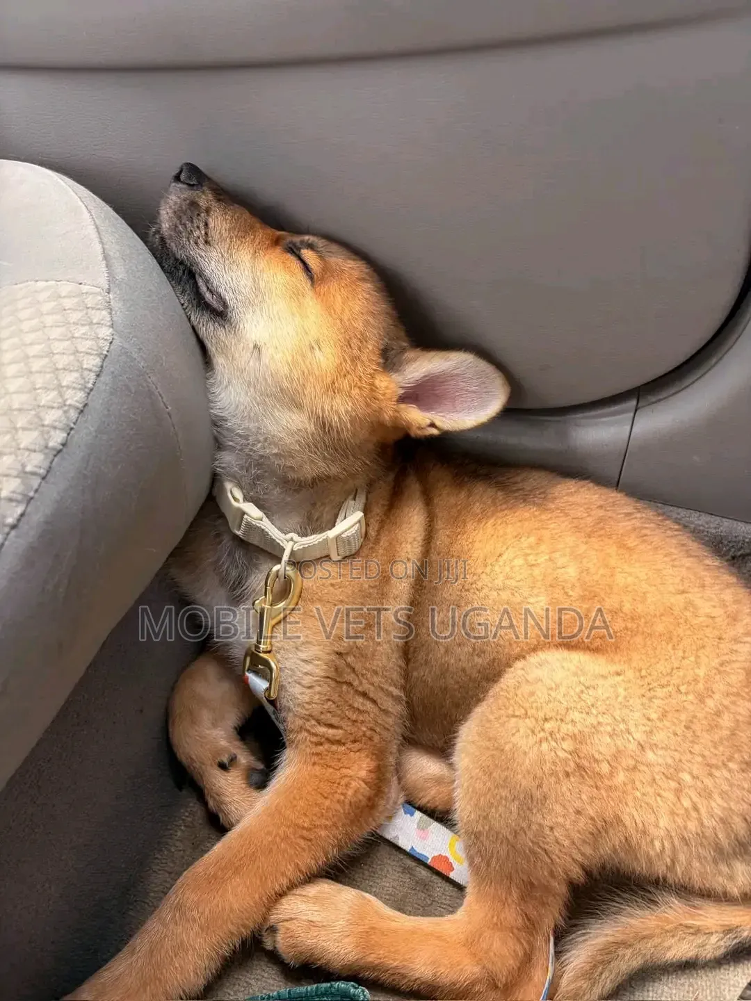 1-3 months Male Purebred German Shepherd