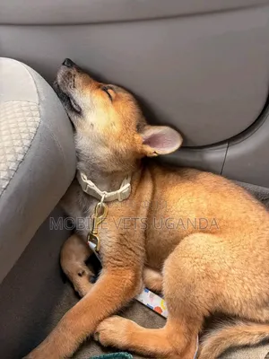 1-3 months Male Purebred German Shepherd