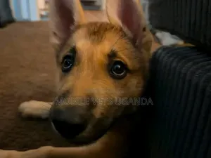 3-6 months Male Purebred German Shepherd
