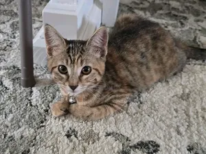 3-6 months Male Purebred Bengal