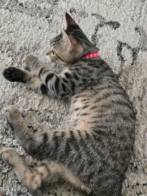 1-3 months Male Purebred Bengal
