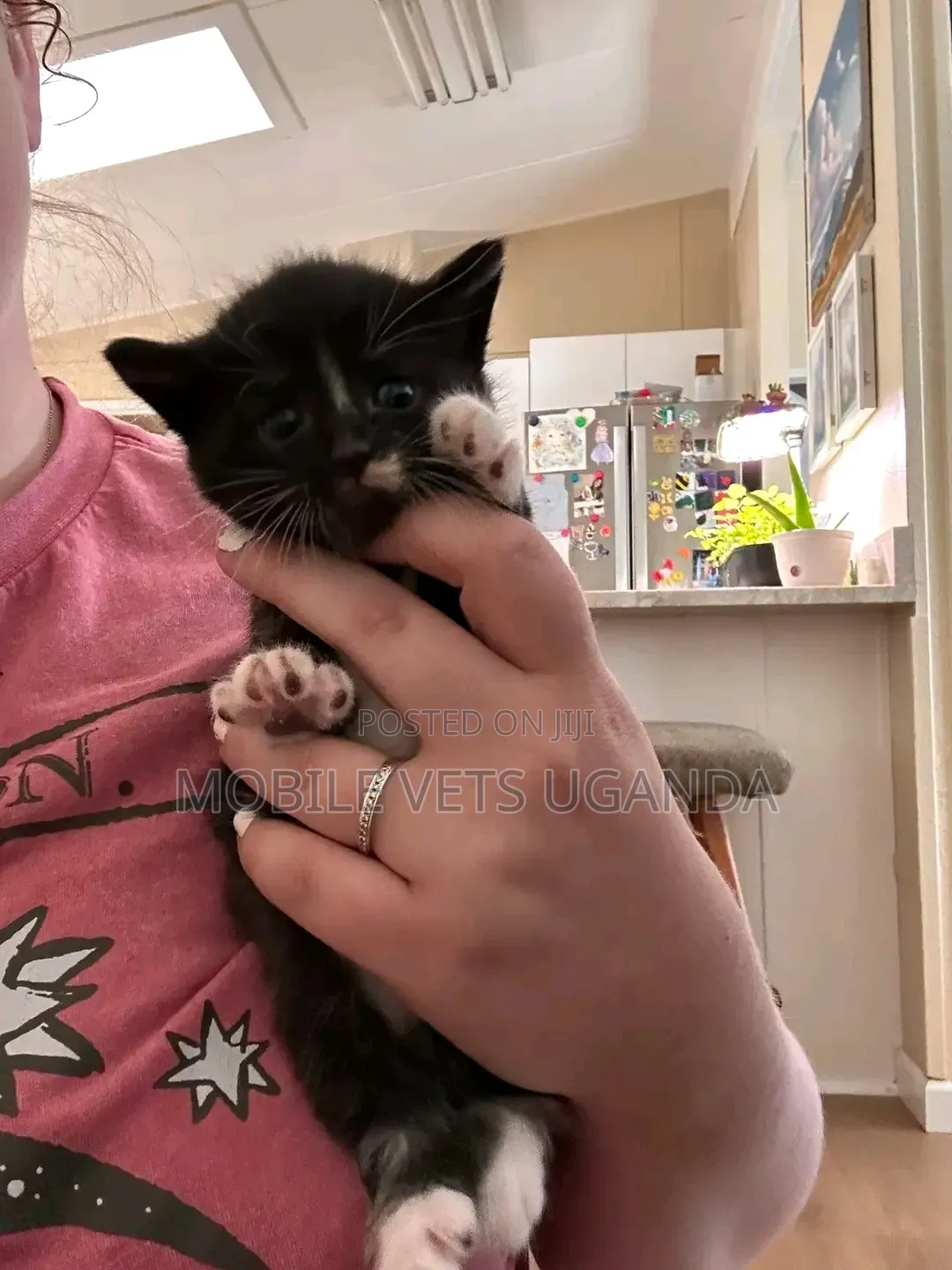 1-3 months Male Purebred American Curl