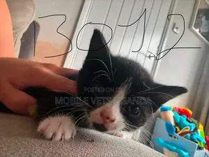 1-3 months Male Purebred American Curl