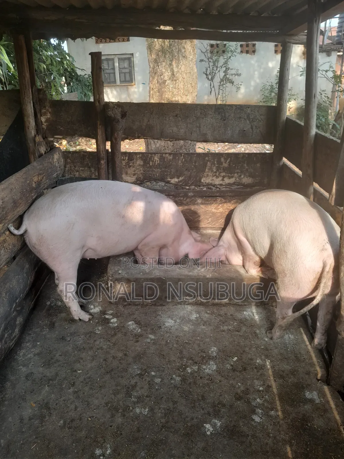 Good Looking Pigs