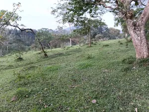 20 Acres of Farm Land for Sale in Bisheshe Ibanda Municipality