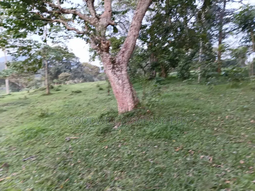 20 Acres of Farm Land for Sale in Bisheshe Ibanda Municipality