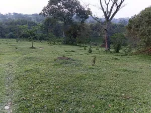 20 Acres of Farm Land for Sale in Bisheshe Ibanda Municipality