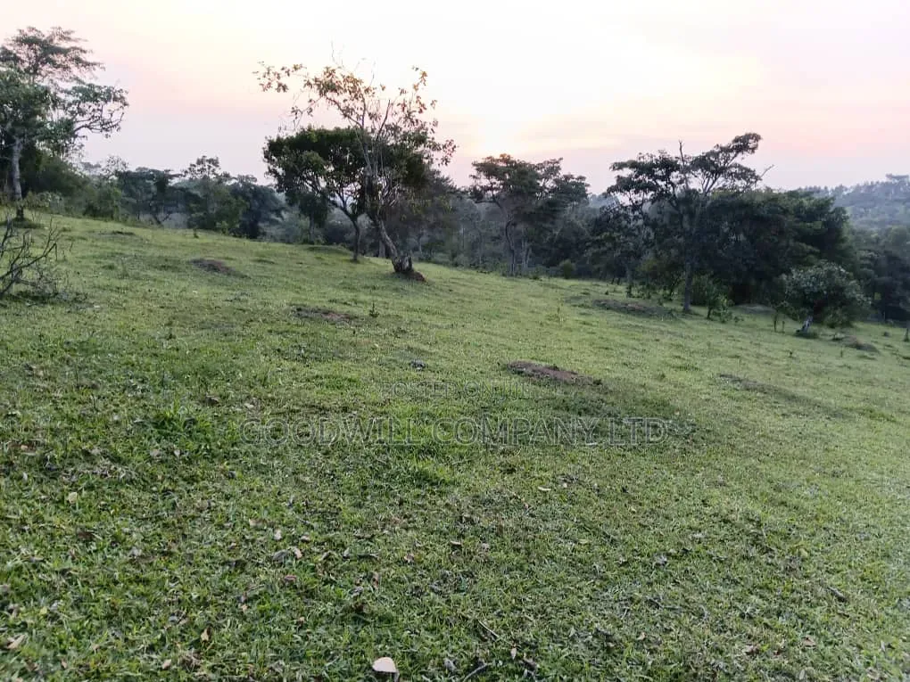 20 Acres of Farm Land for Sale in Bisheshe Ibanda Municipality