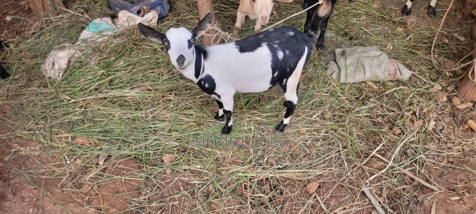 Embuzi Black,White,Bitanga Goats 4 Slaughter, Ceremonies and Farm