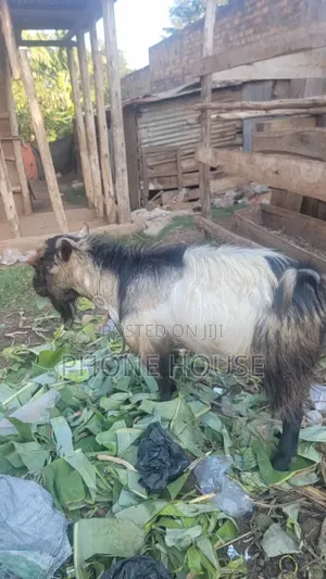 Embuzi Black,White,Bitanga Goats 4 Slaughter, Ceremonies and Farm