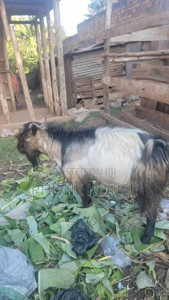 Embuzi Black,White,Bitanga Goats 4 Slaughter, Ceremonies and Farm