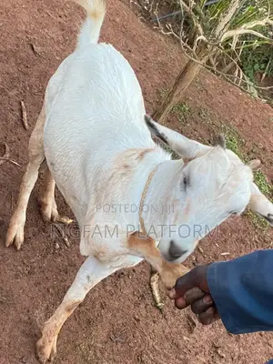 Embuzi Black,White,Bitanga Goats 4 Slaughter, Ceremonies and Farm