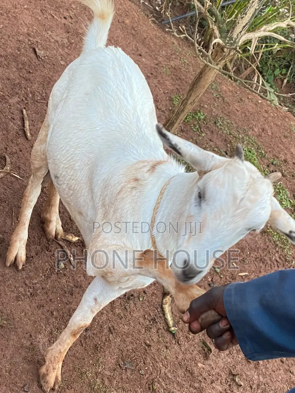 Embuzi Black,White,Bitanga Goats 4 Slaughter, Ceremonies and Farm