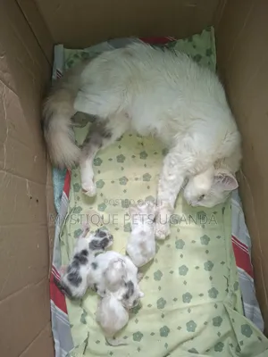 0-1 month Female Purebred Exotic