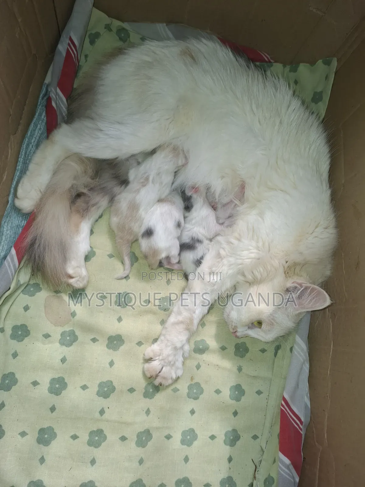 0-1 month Female Purebred Exotic