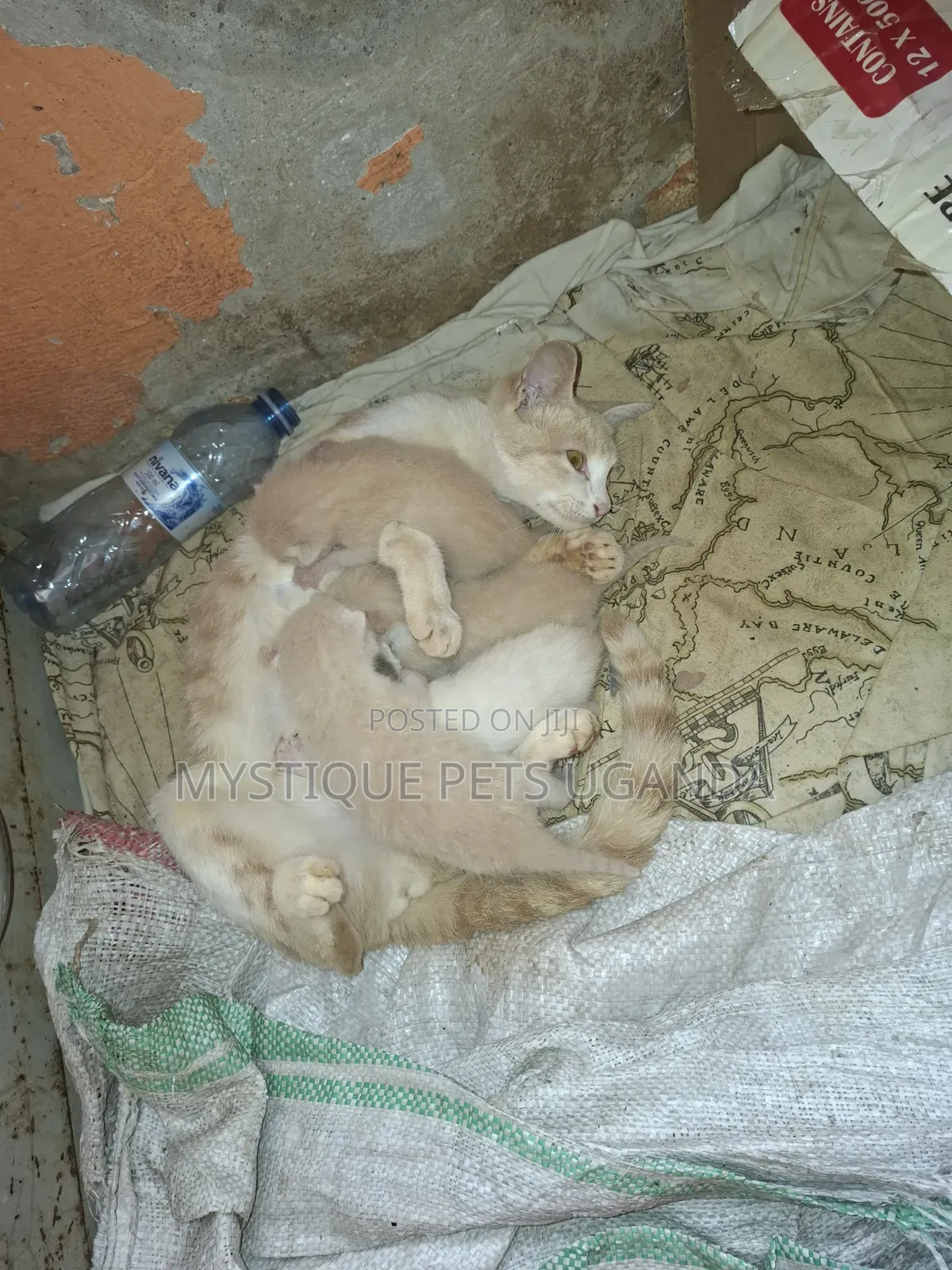 0-1 month Male Mixed Breed Exotic