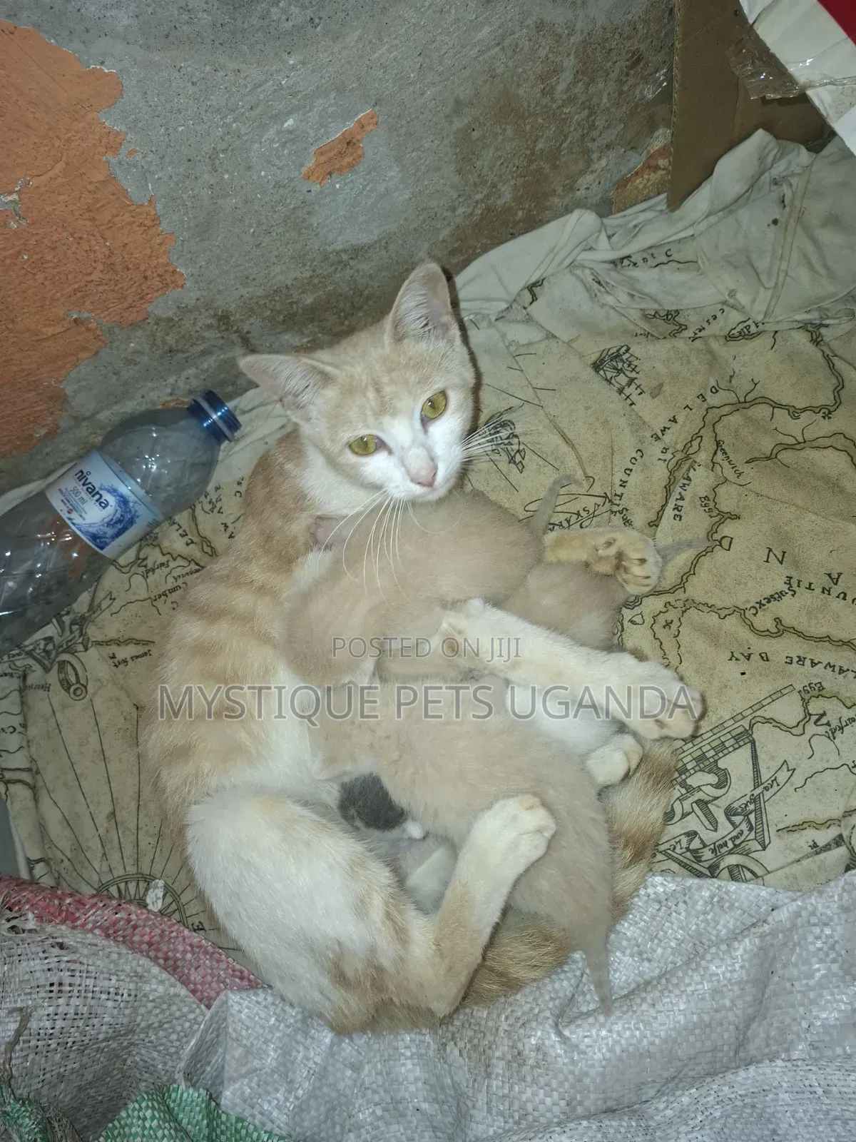 0-1 month Male Mixed Breed Exotic