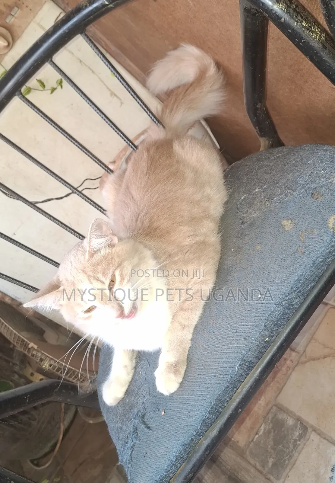0-1 month Male Mixed Breed Exotic