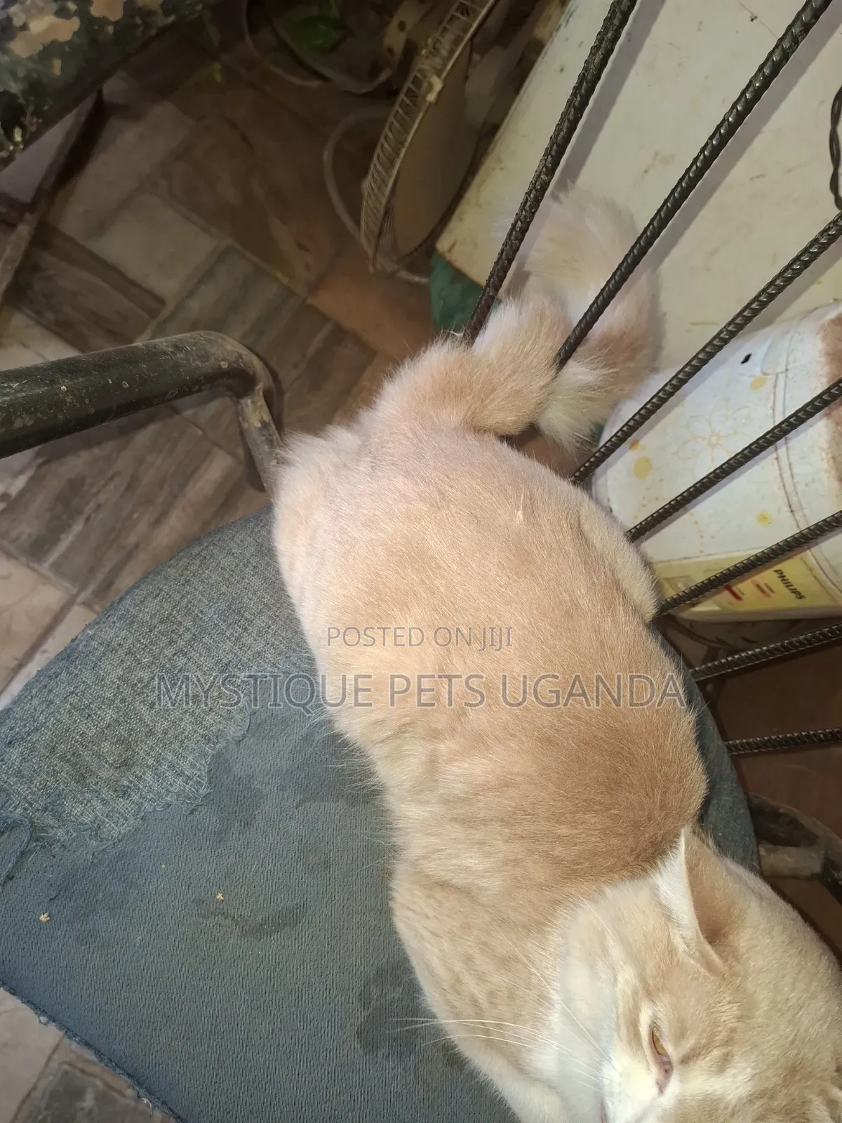 0-1 month Male Mixed Breed Exotic