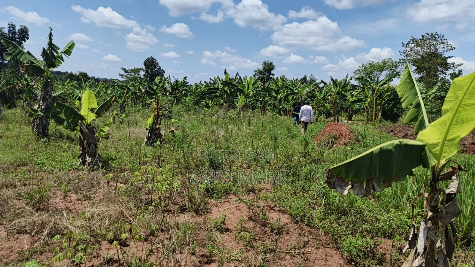 120 Acres for Sale Located at Kayunga Kitwe