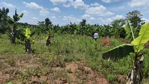 120 Acres for Sale Located at Kayunga Kitwe