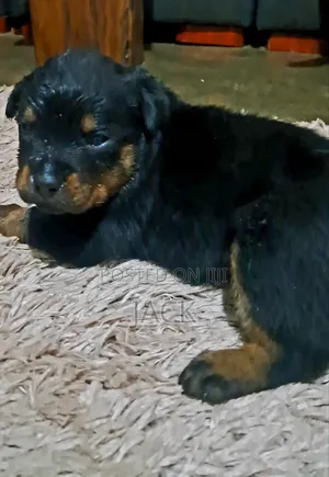 1-3 months Male Purebred Rottweiler