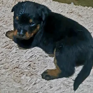 1-3 months Male Purebred Rottweiler