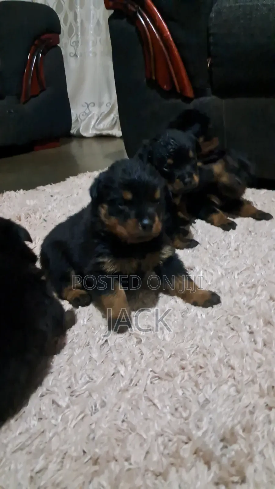 1-3 months Male Purebred Rottweiler